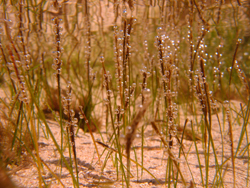 Seagrass bubbles